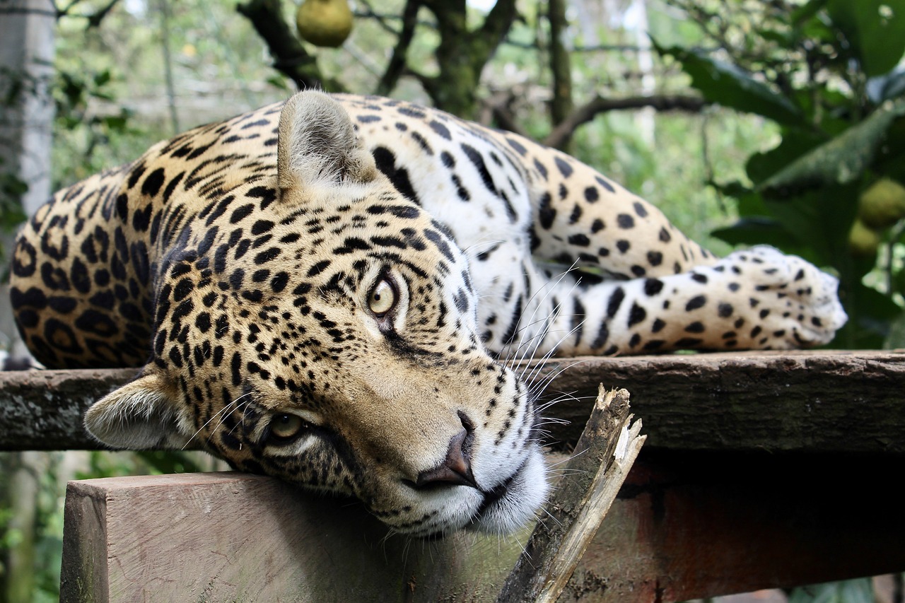 HOW TO FIND YOUR SPIRIT ANIMAL & WHAT IT SAYS ABOUT YOUR PERSONALITY