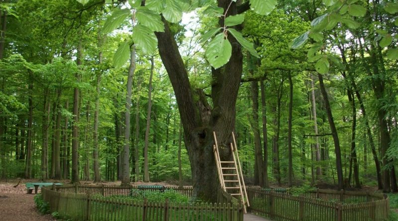 Are You Having Trouble Finding Your Soulmate? This Tree in Germany Could Help!