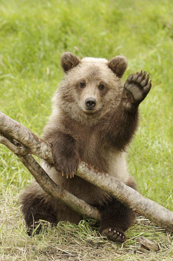 Why Introverts Feel So Connected With Animals?
