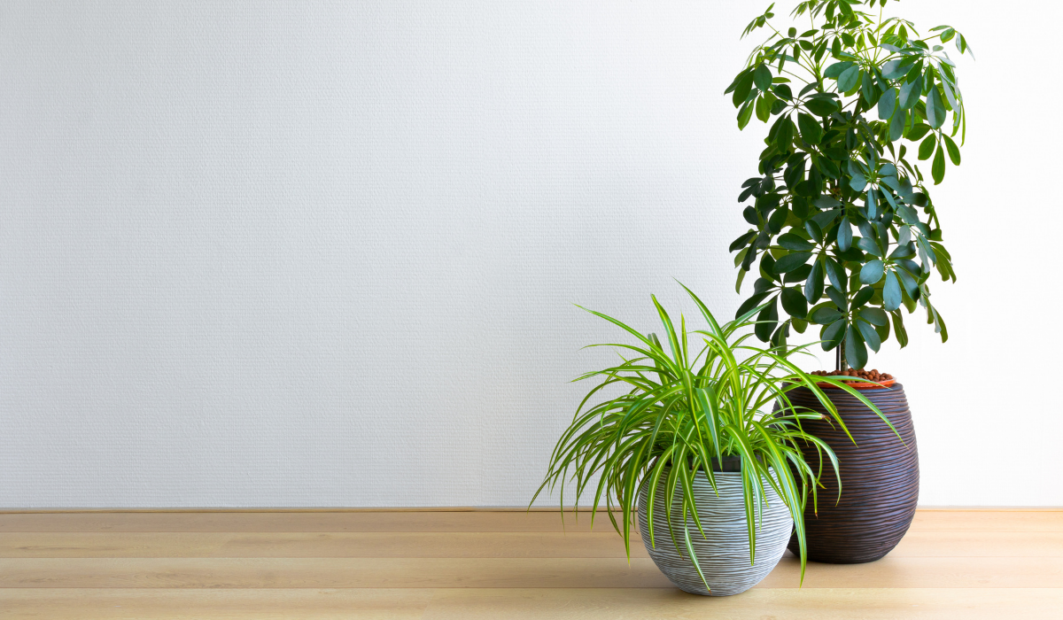 The Best Houseplant for You! According to Your Horoscope